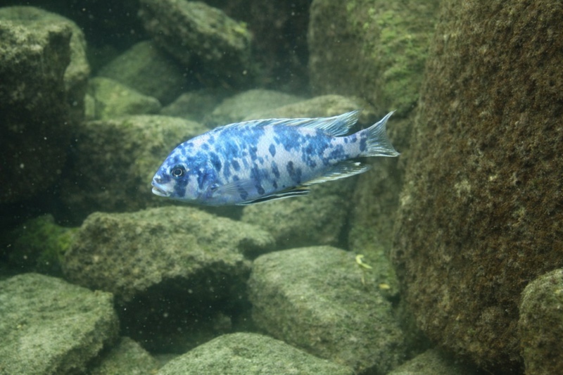 Maylandia zebra 'Machili Island'